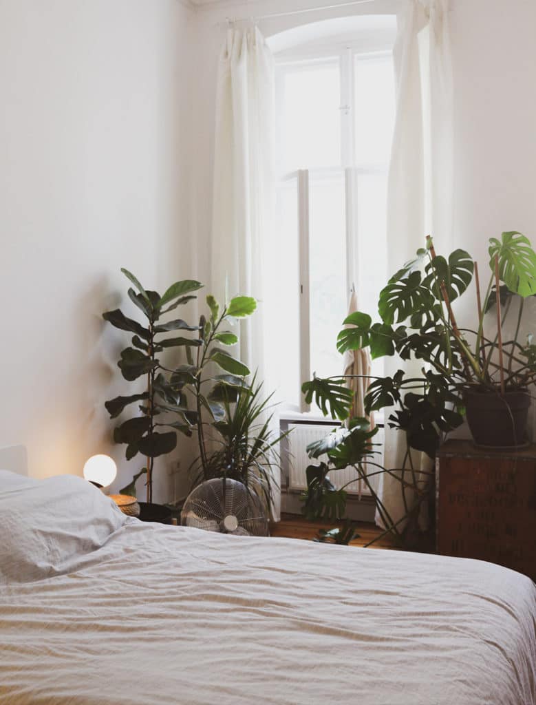 Creating a cozy minimalist home, plants are perfect for minimalist decorating