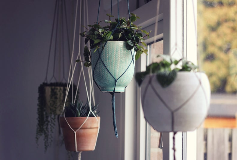How to hang plants from the ceiling of your home