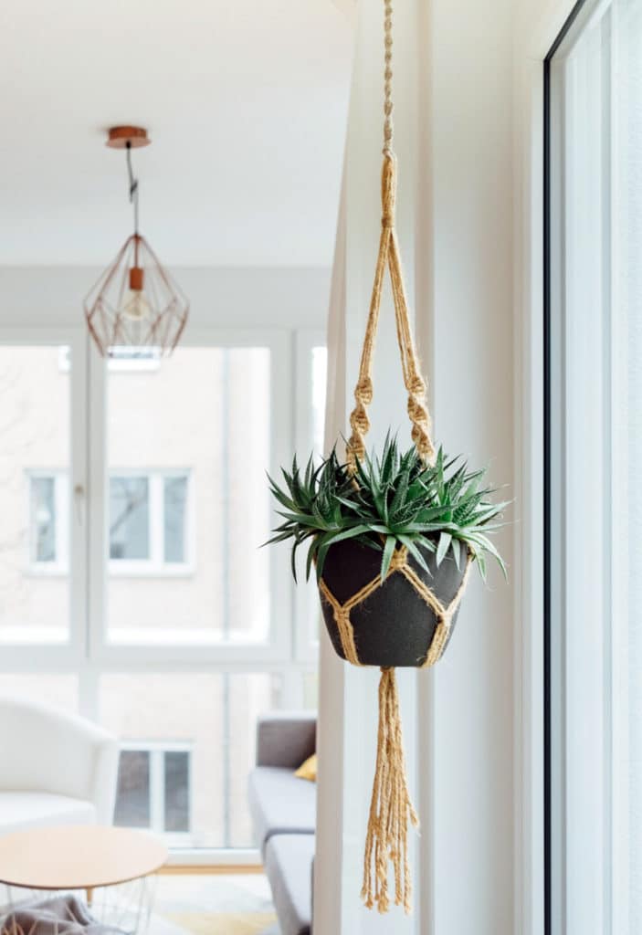 How to Hang Plants From the Ceiling Without Drilling (12 Creative Ways)