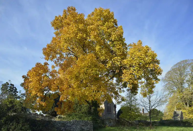 Hickory Tree