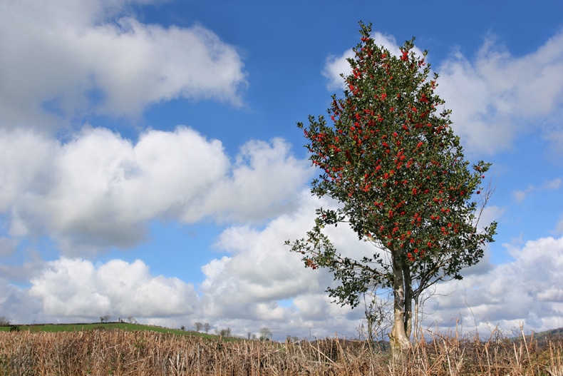 Holly Tree