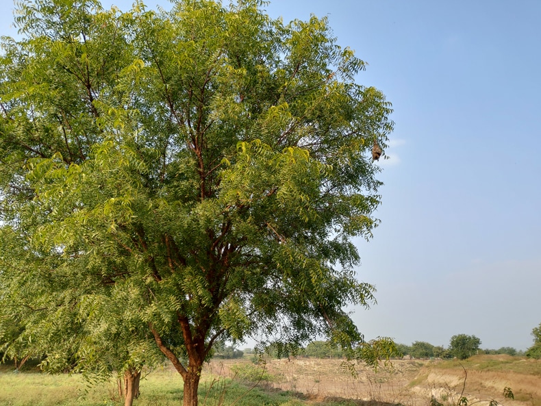 Neem Tree