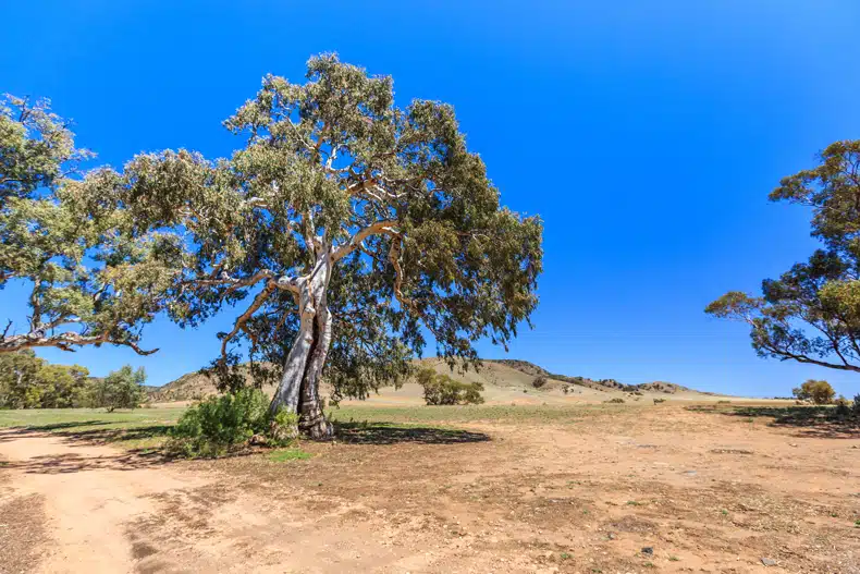 River Red Gum Tree