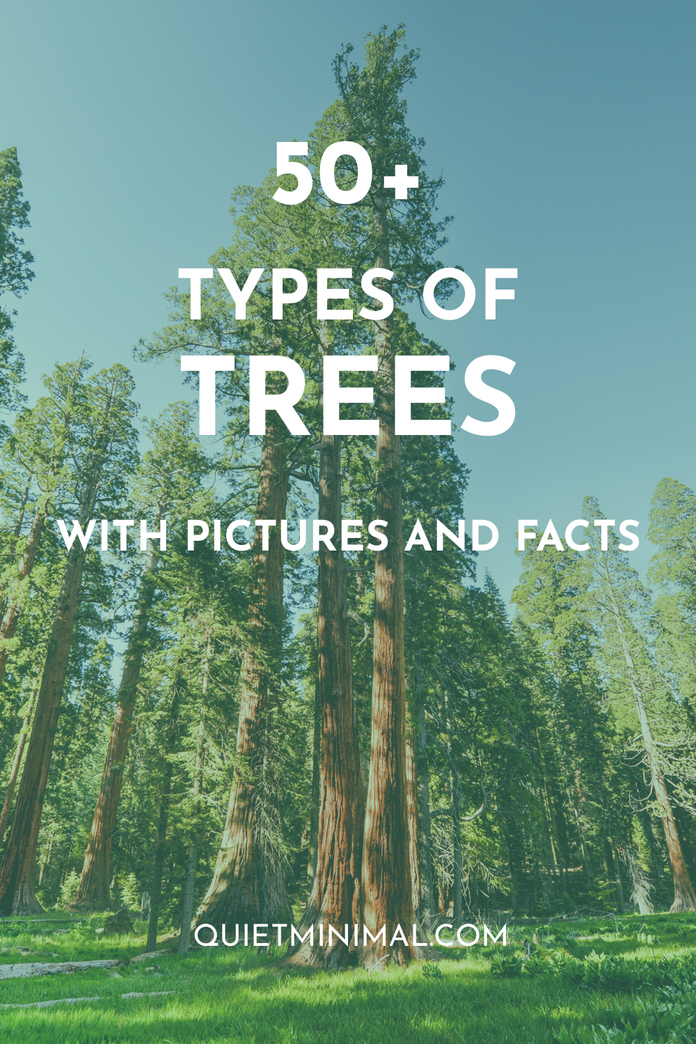 types of trees with pictures and information