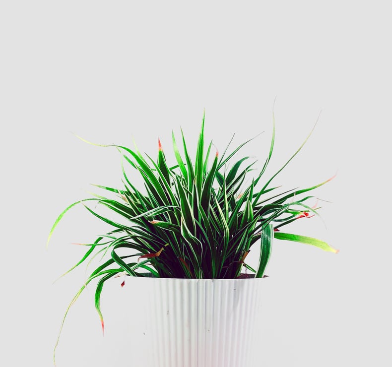 how often to water spider plant