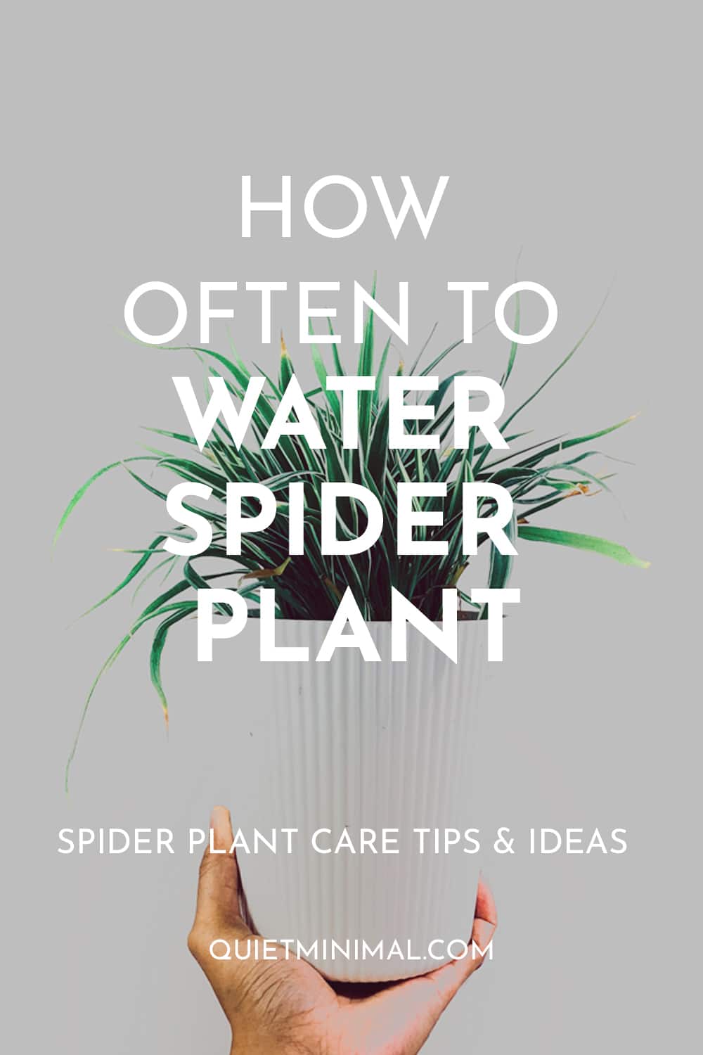  spider plant care and watering