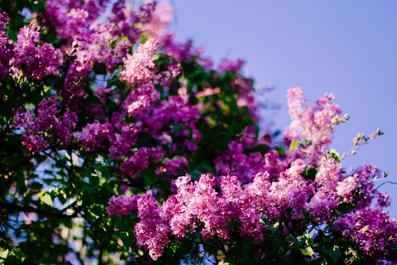 taking care of lilac bushes
