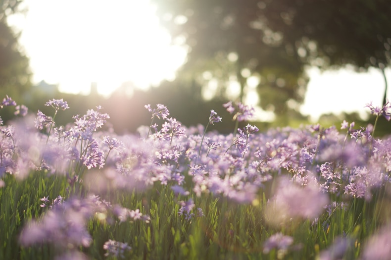 how to grow lilac bushes
