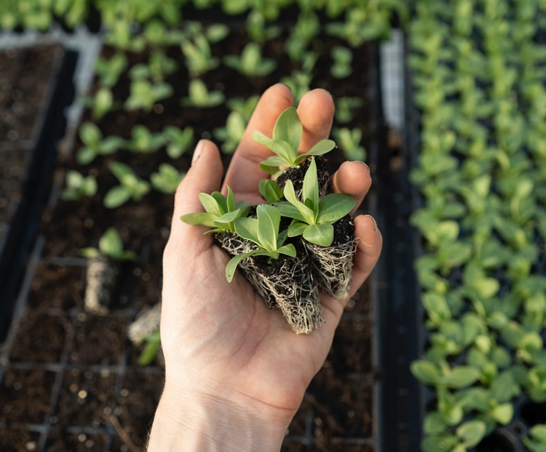 planting lilac bushes