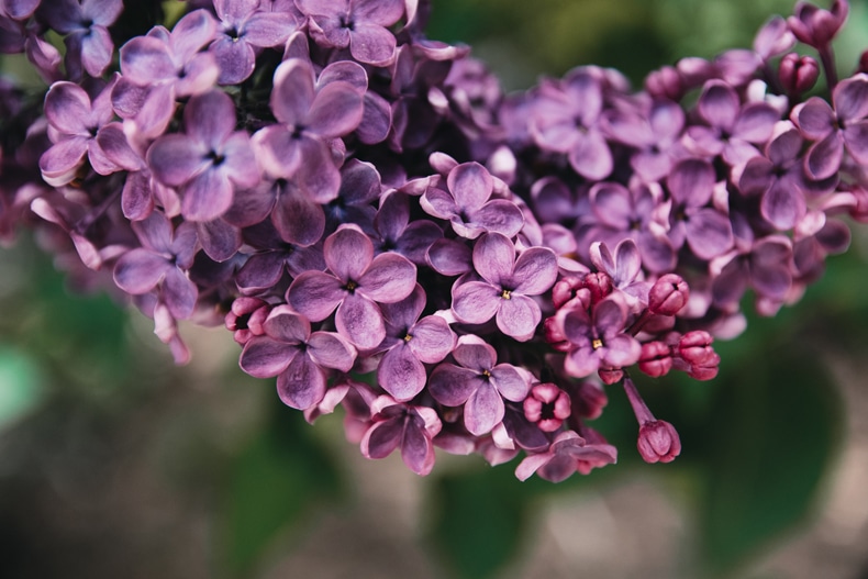 lilac rebloomer