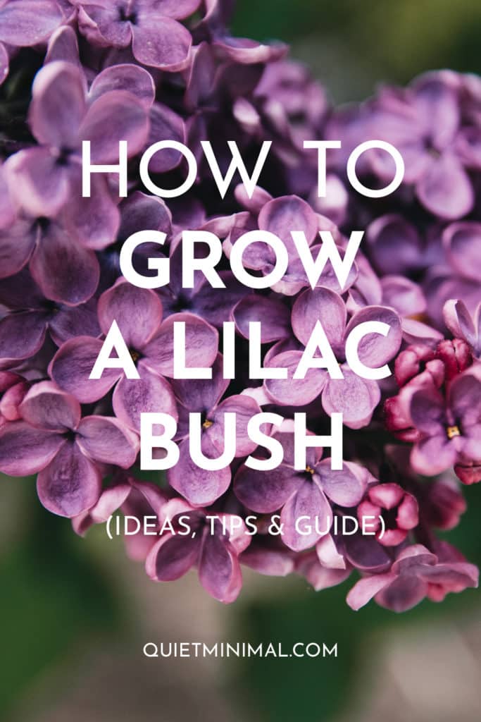 Grow Lilacs Like A Pro: Essential Plant Care Guide - Quiet Minimal