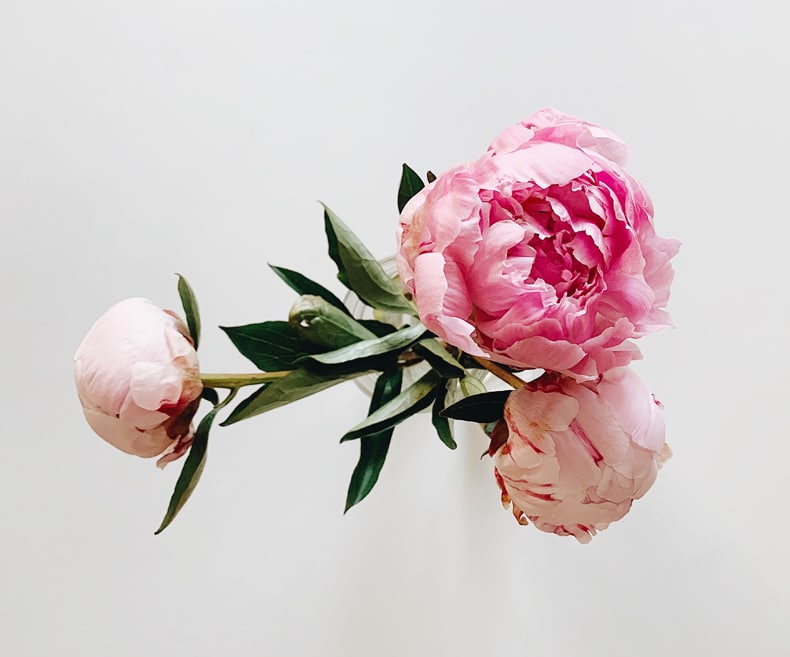 how to make peonies last longer in water