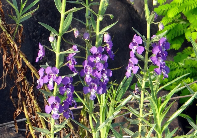 angelonia full sun annuals that bloom all summer