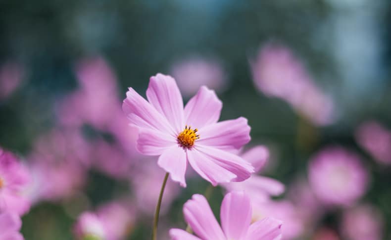 cosmos summer annual flower