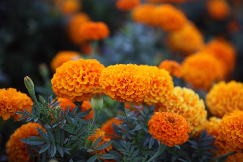 marigolds annuals that bloom all summer