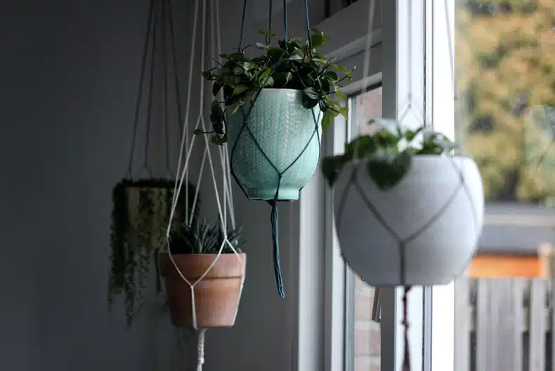 hanging plants in a rental apartment ideas