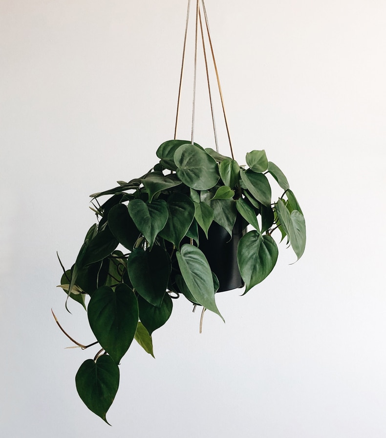 how to hang plants from the ceiling in a rental 