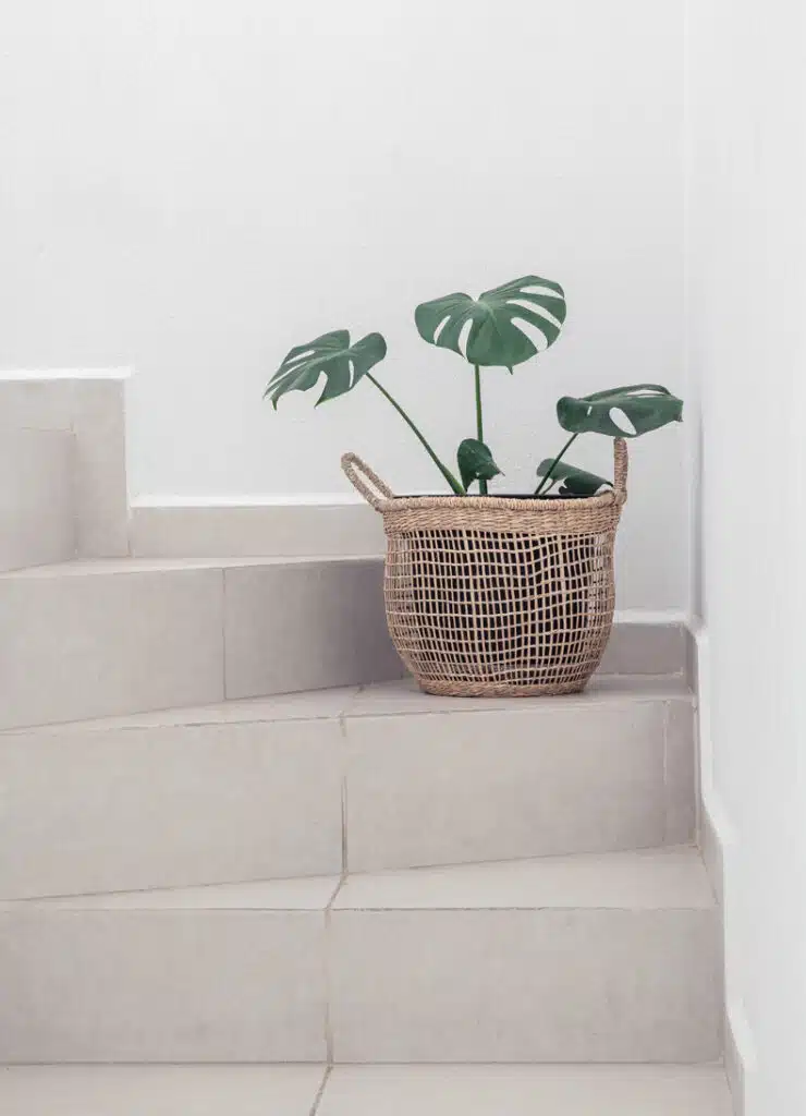 plants on staircase idea