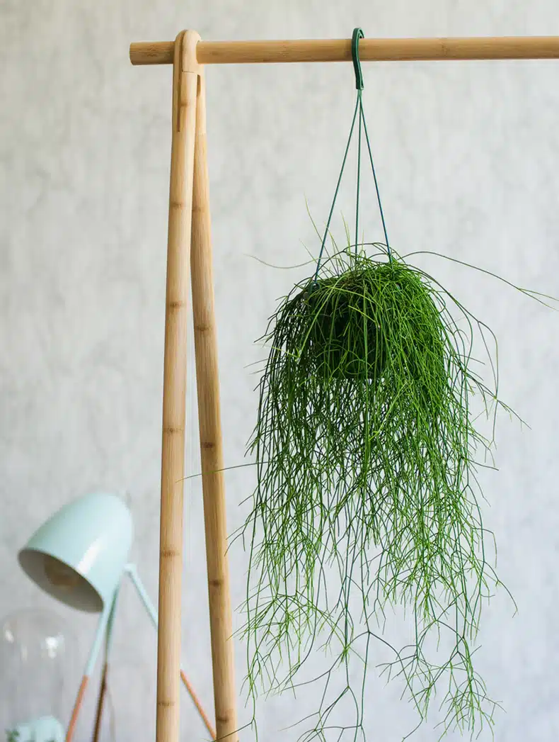 indoor hanging plant ideas