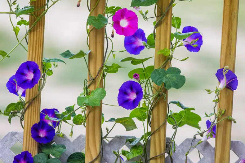 morning glory indoor hanging plant ideas
