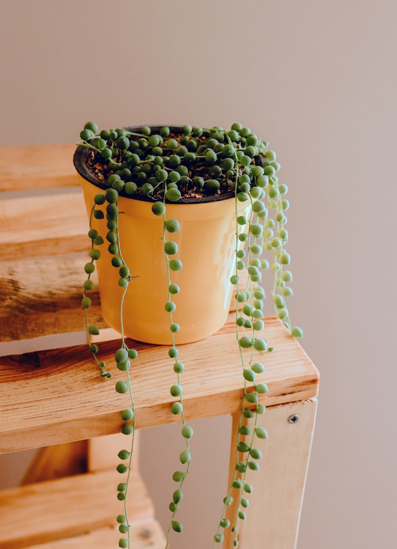 Green Thumb Guide: Top Indoor Hanging Plants! - Quiet Minimal
