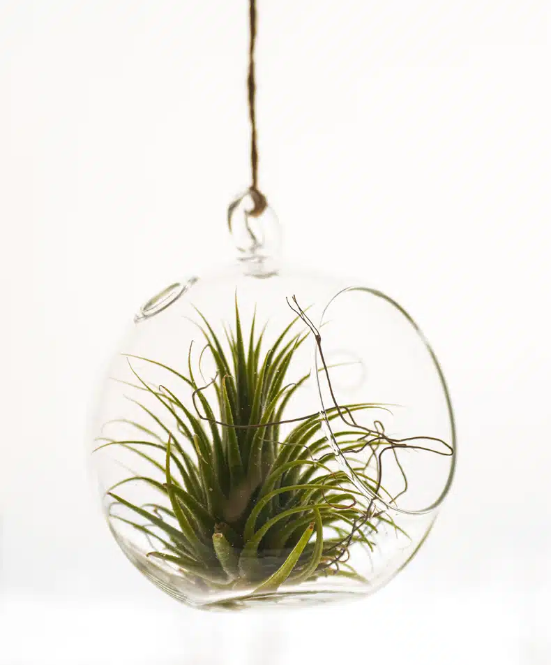 tillandsia indoor hanging plant in a glass glob