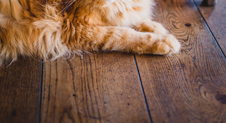 pet on a hardwood floor