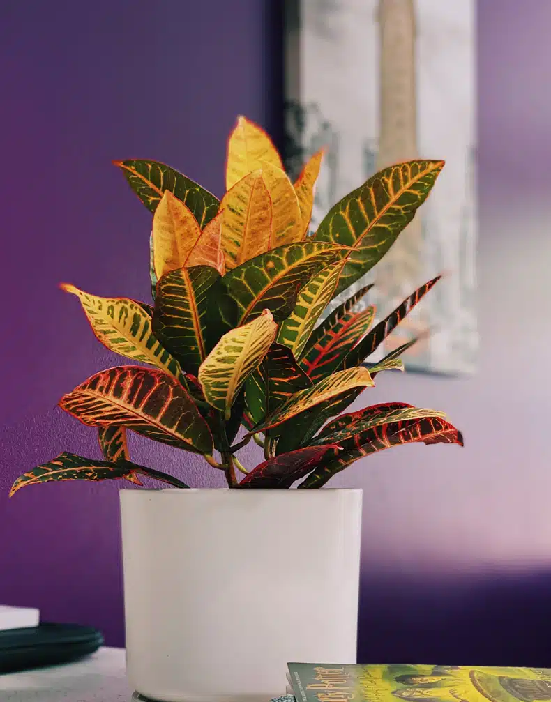 Creating a Rainbow of Colors with Indoor Plants