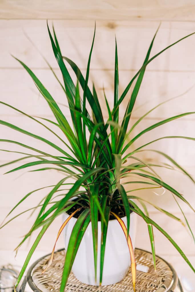 Dracaena Marginata plant