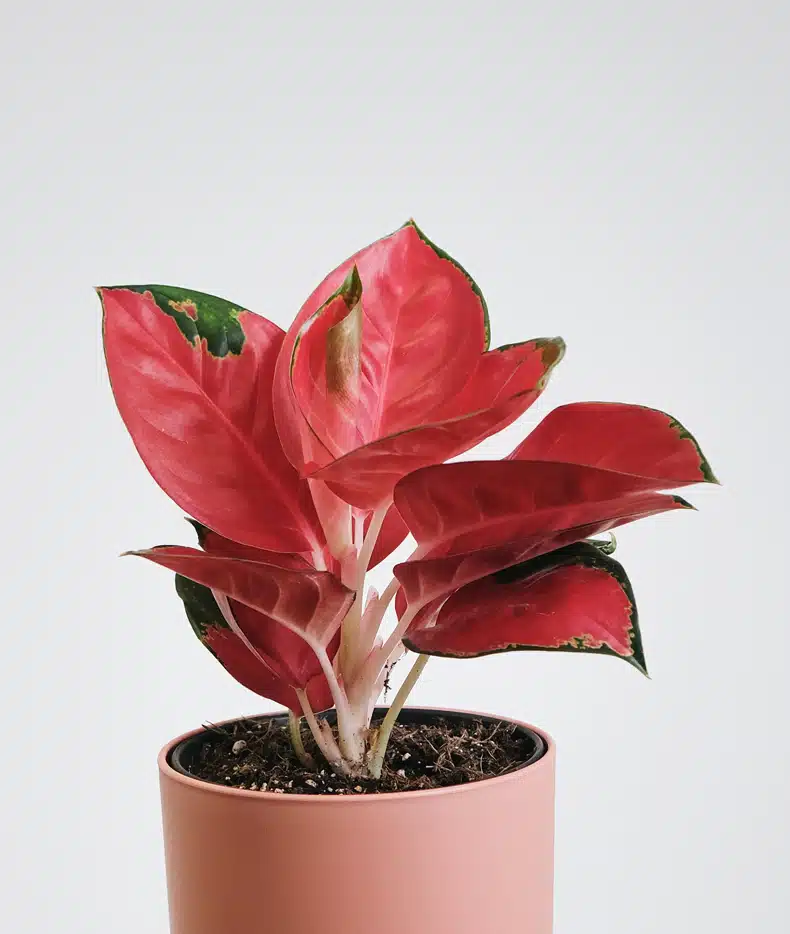 Red Aglaonema plant