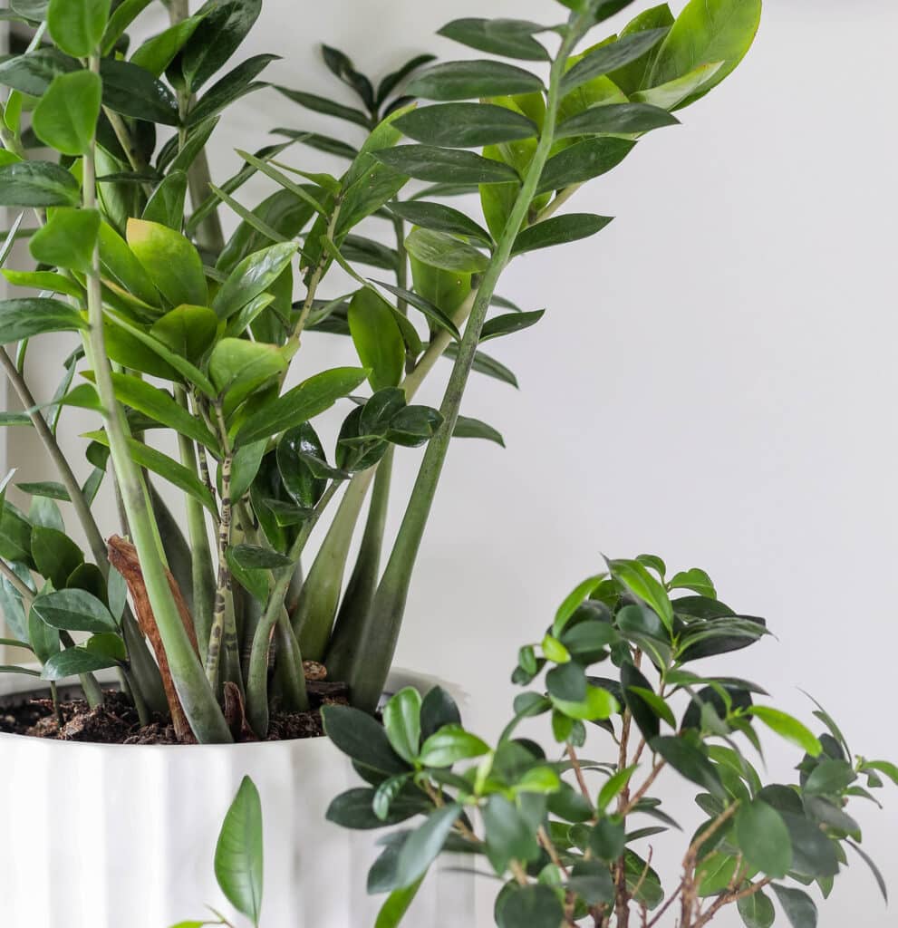zz plant in a bathroom without windows