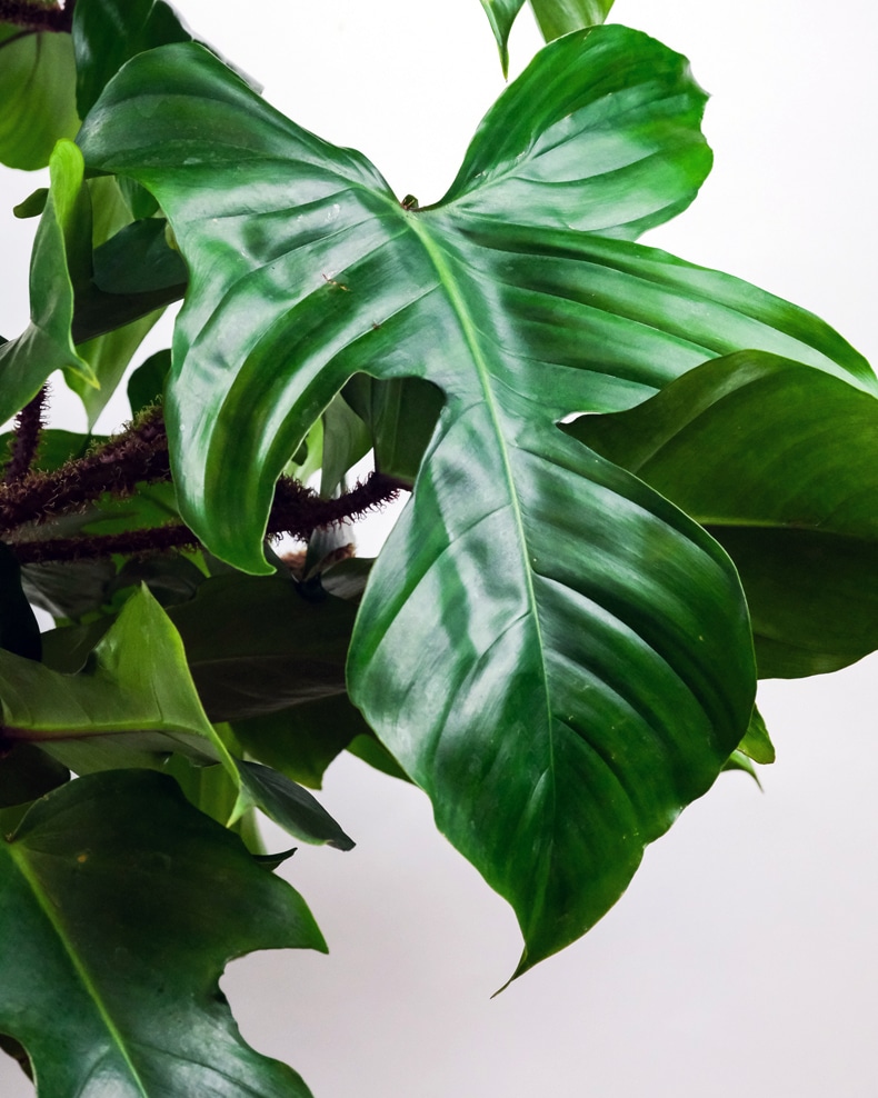 Philodendrons plant