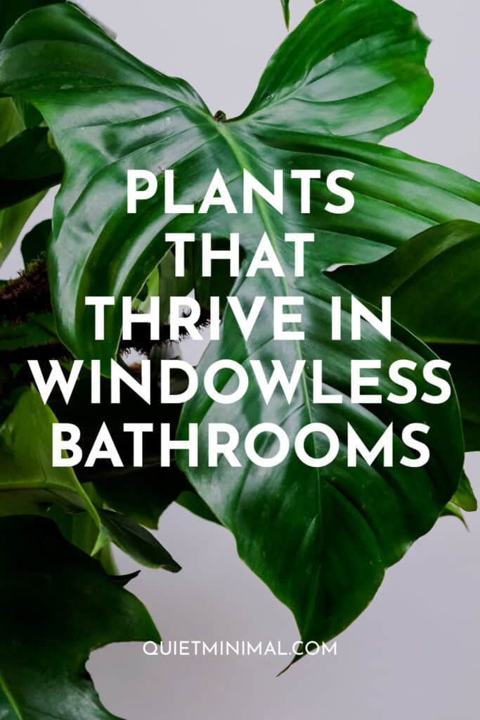 plants in bathroom without window