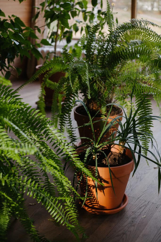 boston ferns reduce humidity indoor