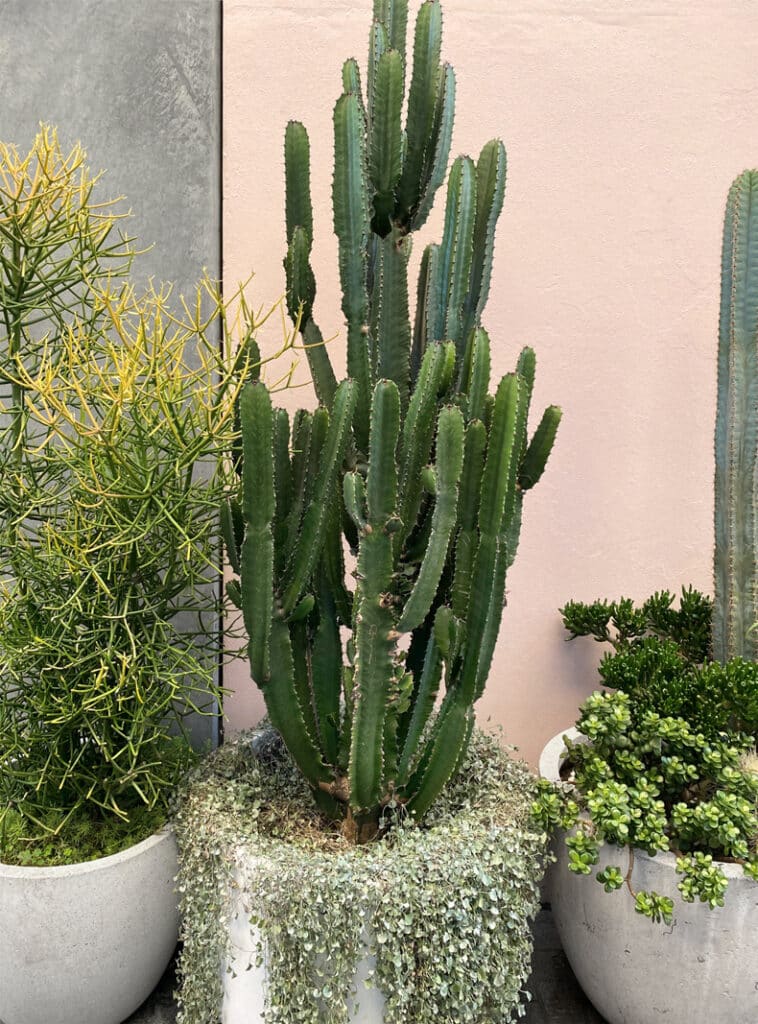 cacti reduce humidity indoor