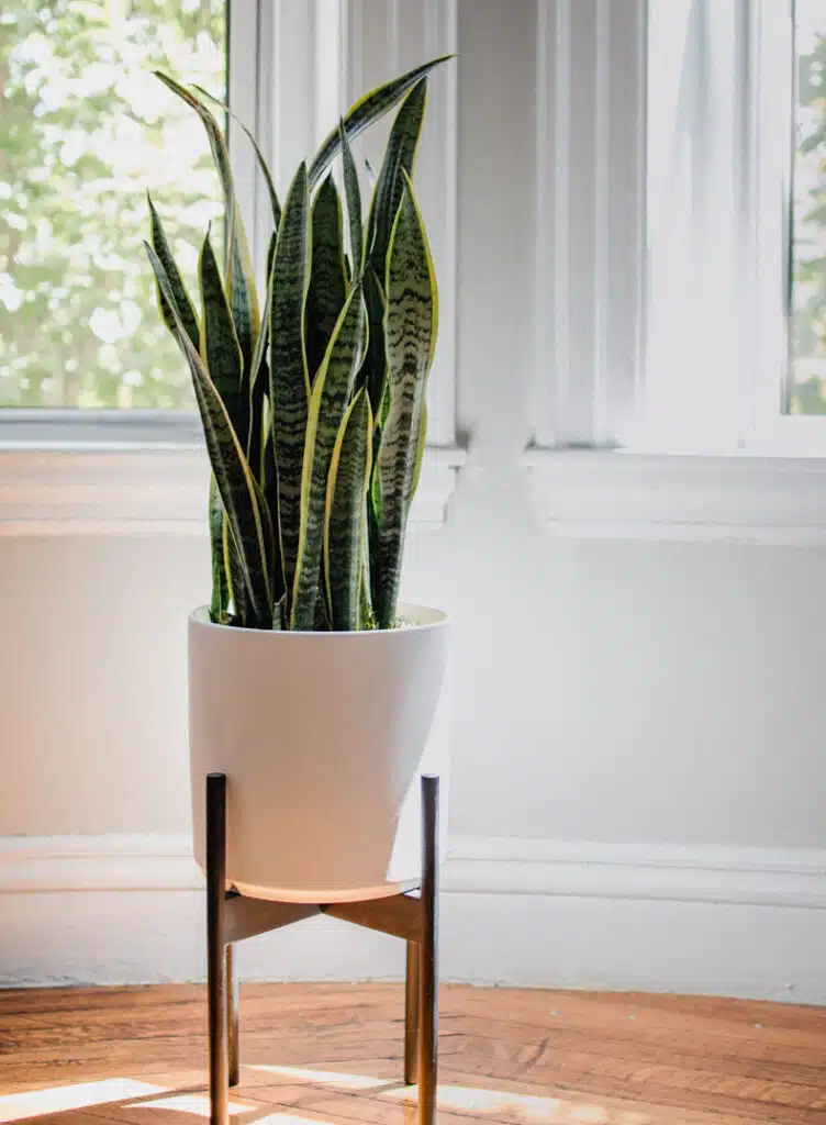 Snake Plant Reduce Humidity indoor