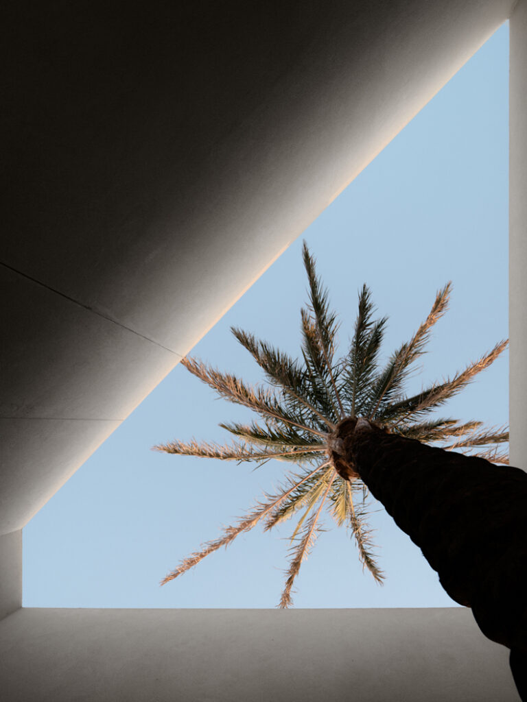 A palm tree is growing out of a window.