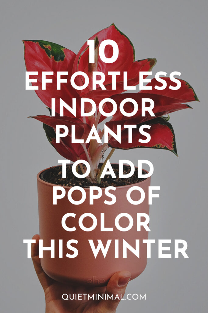10 effortless indoor plants with pops of color to add this winter.