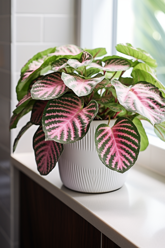 A pink and white plant on a window sill, perfect for bathroom or humidity-loving plants.