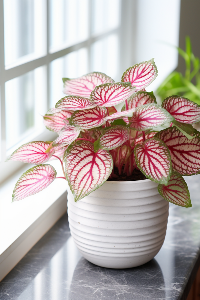 A pink and white tropical plant sits on a bathroom window sill, thriving in the humidity.