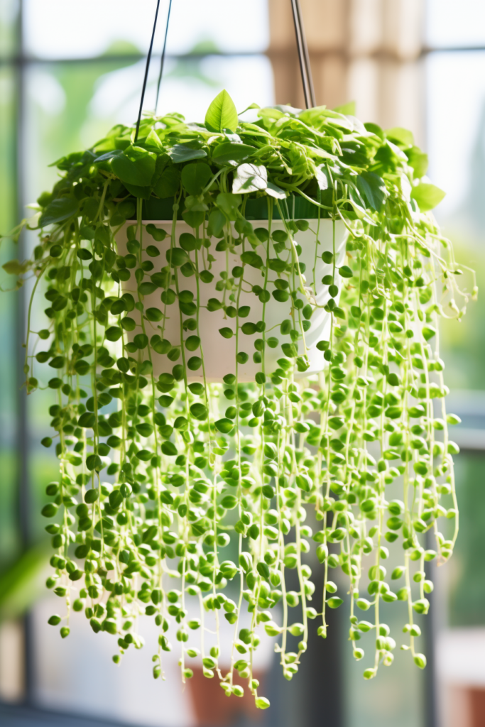 Choosing the right ceiling hanging plant with green leaves for your window.