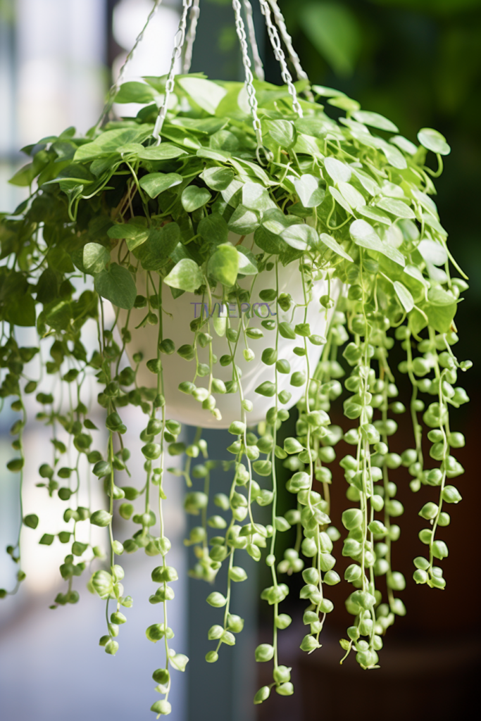A ceiling-hanging plant with green leaves.
