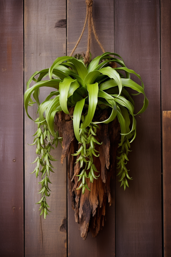 Choosing the right air plant for ceiling hanging on a wooden wall.