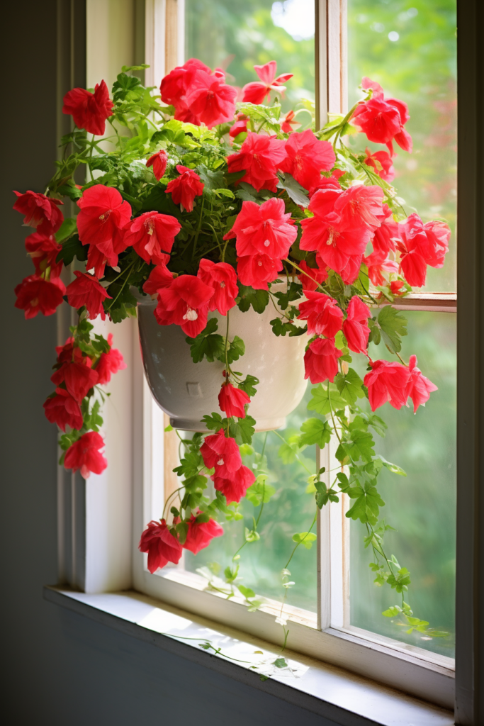 Hanging red geraniums from a window sill bring an enchanting touch of nature indoors.