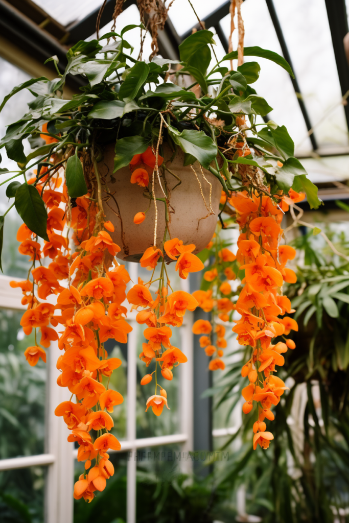 Ceiling Hanging basket of orange flowers in a greenhouse, perfect for choosing the right plants.