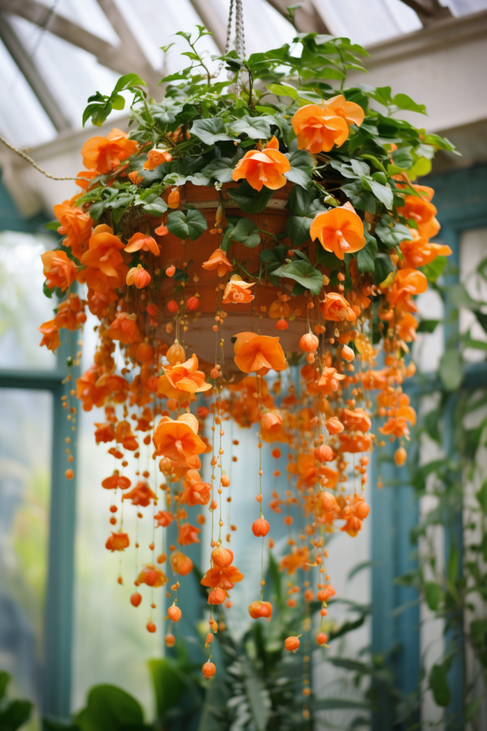 A ceiling-hanging basket of orange flowers in a greenhouse, perfect for choosing plants.