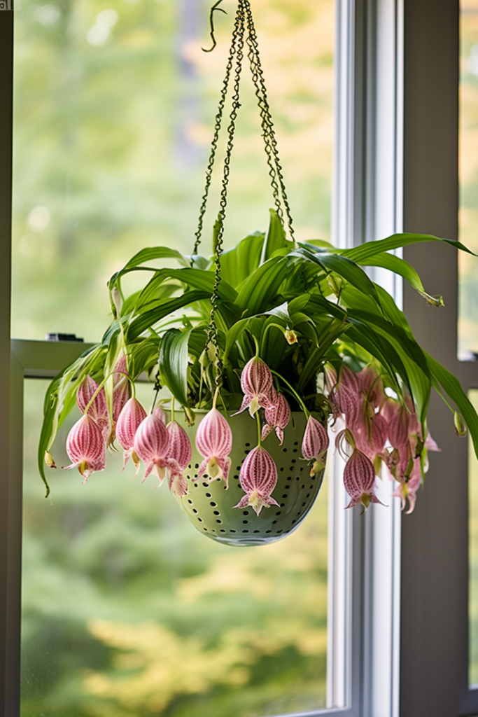 Ceiling hanging plants nestled in a hanging basket of stunning pink flowers gracing a window sill.