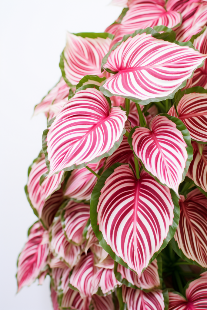 Enhancing the interior design, a pink and white striped plant hangs from the ceiling against a white background.