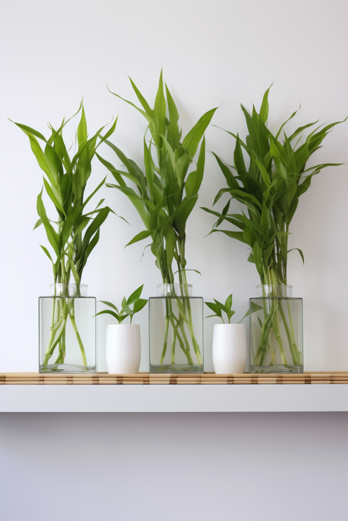 Three low-light plants in glass vases on a shelf.