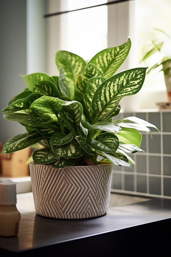 A low-light potted plant sits on a counter in a kitchen.